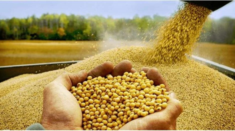 امنیت غذایی